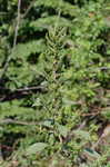 Smooth amaranth <BR>Smooth pigweed